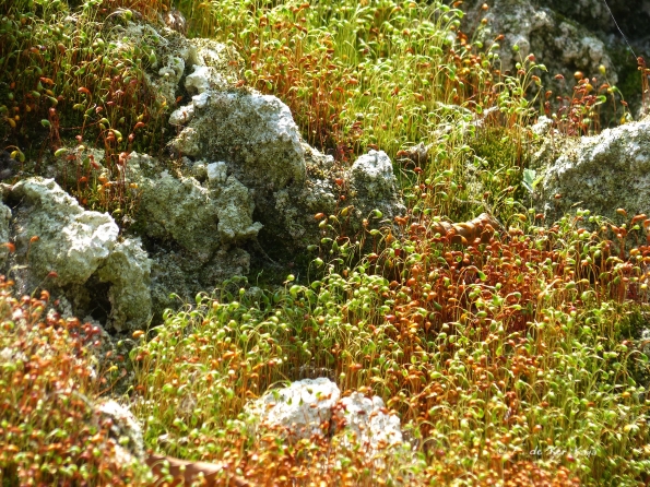 Gouffre de pacotille